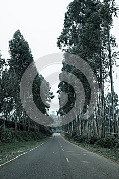 Trees On The Road Nature Landscape Highway Plants Environment In Kiambu County Central Province In Kenya East African