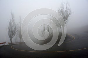 Trees and road in thick fog