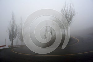 Trees and road in thick fog photo