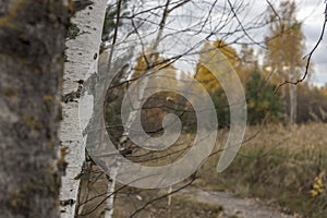 Trees on the roadside