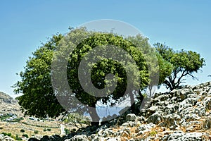 Trees on rock