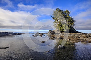 Trees on a Rock in Botany Bay