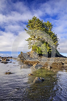 Trees on a Rock at Botany Bay on Vancouver Island