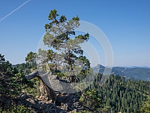 Trees and rock cliffs at the mountain top