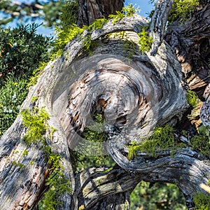 Trees and rock cliffs at the mountain top