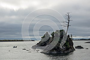 Trees on rock cliffs in ocean bay