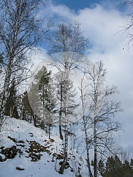 Trees on a rock in the natural park Olenyi brooks in the Sverdlovsk region