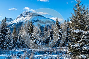 Trees in the rockies show the harshness of winter with their coats of white. Hillsdale Meadows, Banff National Park, Alberta, Can