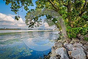 Trees and rocks along the Potomac River, in Alexandria, Virginia photo