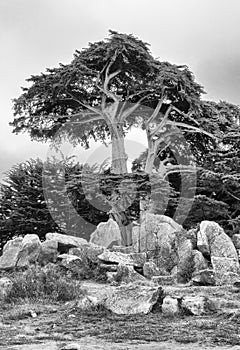 Trees and rocks, Monterey Bay, California