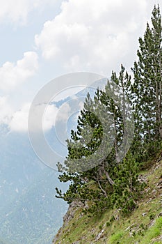 Trees and rocks in Mount Olympus, Greece, Europe