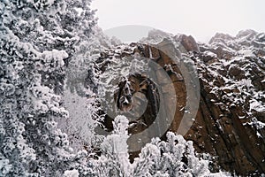 Trees and rocks in snow river in ice