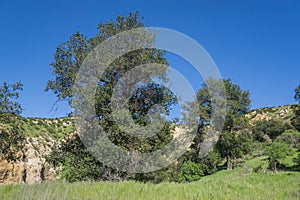 Trees in Rocky Grass Canyon