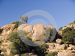 Trees on rocky hillside
