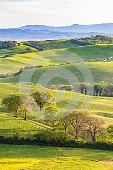 Trees in a rolling landscape