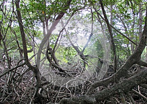 Trees root in swamp forest