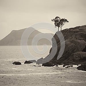 Trees rooted into edge of a cliff and the ocean