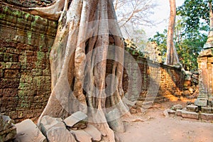 Trees Rooting in the Walls of Cambodia`s Angkor Wat Archaeological Park