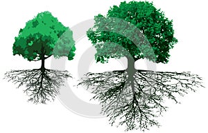 Trees with roots