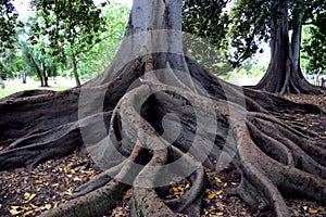 Stromy korene 