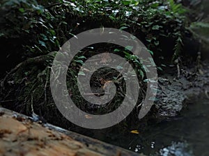 trees with roots covered in moss and wild taro, growing abundantly on the banks of rivers with green leaves,