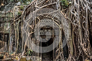 Trees roots growing over Angkor Wat Ruins, Cambodia, Asia. Tradition, Culture and Religion.