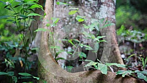 Trees, roots and plants in the sunny jungle woods. 1920x1080