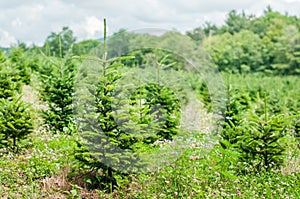 Trees in a row at the Christmas tree farm during the summer day