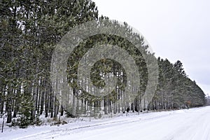 Trees in a row lined up in winter snow
