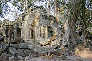 Trees in ruins of Ta Prohm, Siem Reap, Cambodia