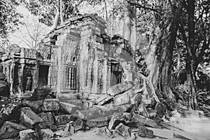 Trees in ruins of Ta Prohm, Siem Reap, Cambodia in B&W