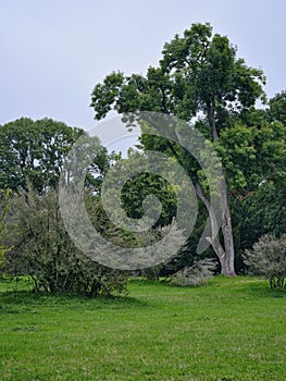 Trees in Rusovce Village park, Slovakia