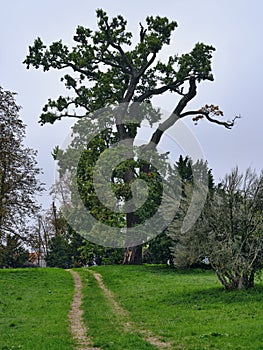 Stromy v parku Rusovce Village, Slovensko