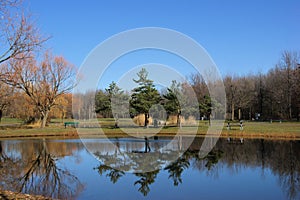 Trees RÃ©flection