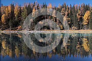 Trees's mirror in the river, Kanas, xinjiang