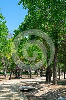 Trees in the San Benito park, Lebrija. Seville. Spain. photo