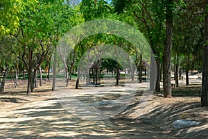 Trees in the San Benito park, Lebrija. Seville. Spain. photo