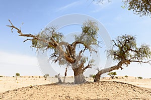 Trees among sand dunes in Rub al-Khali desert (Oman)