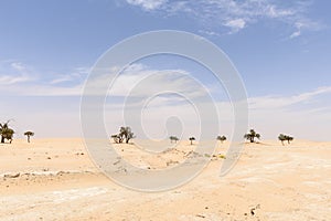 Trees among sand dunes in Rub al-Khali desert (Oman) photo
