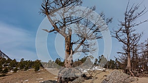 Trees on sandy soil. The roots are bare, rise above the ground.