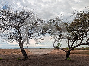 Trees in Savana, Baluran National Park