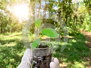 Trees in a science glass, Experimentation and conservation for the environment