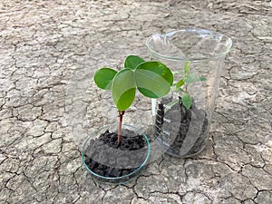 Trees in a science glass, Experimentation and conservation for the environment