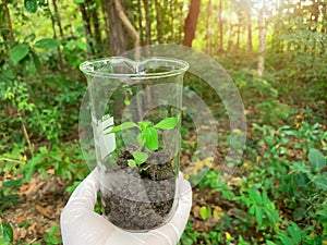 Trees in a science glass, Experimentation and conservation for the environment