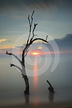 Trees in the sea