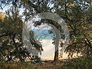 Trees on the sea coast