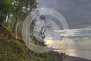 Trees at the sea, sunset.