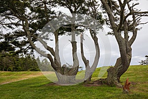 Trees at seashore at Fort Casey State Park in Washington during summer