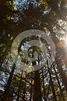 Trees seen from below