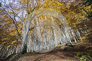 Trees seen from below in the Park of Foreste Casentinesi in Tuscany, Italy.